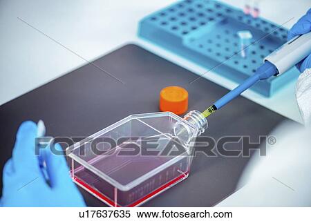Scientist working with cell culture View Large Photo Image Stock Photography - Scientist working with cell culture. Fotosearch