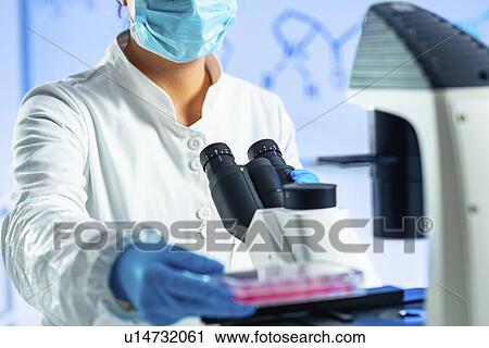Stock Image - Scientist working with cell cultures. Fotosearch