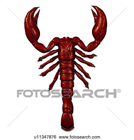Scorpion, illustration View Large Photo Image Stock Photograph - Scorpion, illustration. Fotosearch