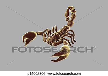 Stock Photograph - Scorpion, illustration. Fotosearch