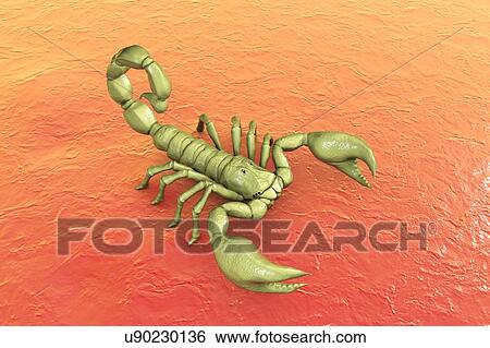 Stock Photograph - Scorpion, illustration. Fotosearch