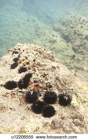 Stock Photography - Sea urchins. Fotosearch