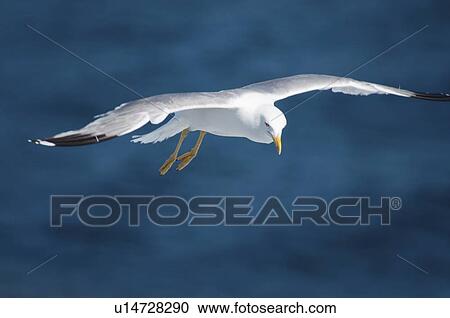 Seagull in flight View Large Photo Image Stock Image - Seagull in flight. Fotosearch