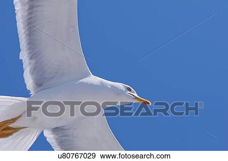 Seagull in flight View Large Photo Image Stock Photo - Seagull in flight. Fotosearch