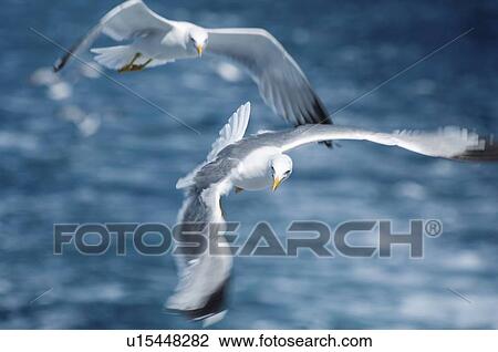 Seagulls in flight View Large Photo Image Stock Image - Seagulls in flight. Fotosearch