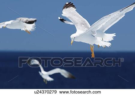 Stock Photo - Seagulls in flight. Fotosearch