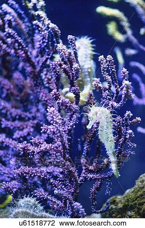 Stock Image - Seahorse. Fotosearch