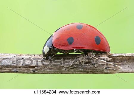 Seven spot ladybird View Large Photo Image Picture - Seven spot ladybird. Fotosearch