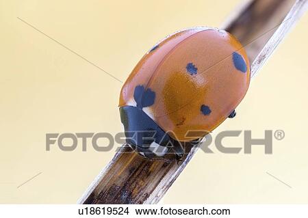 Seven spot ladybird View Large Photo Image Picture - Seven spot ladybird. Fotosearch