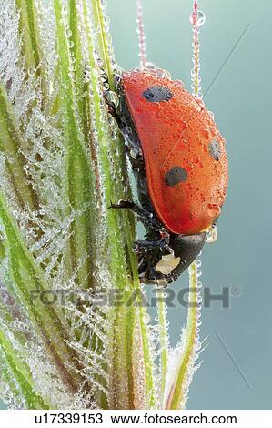 Stock Image - Seven spot ladybird. Fotosearch