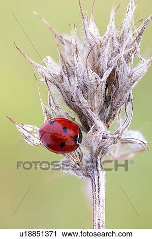 Stock Image - Seven spot ladybird. Fotosearch
