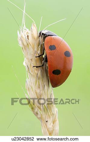 Seven spot ladybird View Large Photo Image Stock Image - Seven spot ladybird. Fotosearch