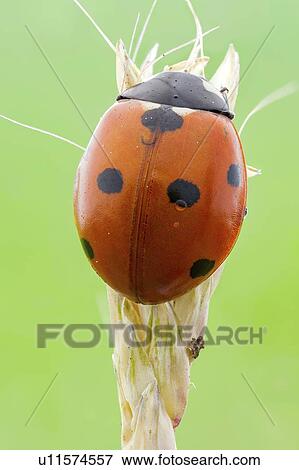Stock Photo - Seven spot ladybird. Fotosearch