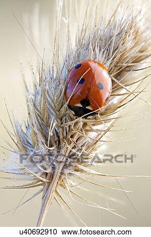 Sevenspotted ladybird View Large Photo Image Stock Image - Sevenspotted ladybird. Fotosearch