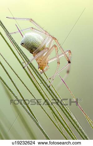 Picture - Sheetweb spider. Fotosearch