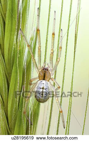 Sheetweb spider View Large Photo Image Stock Photo - Sheetweb spider. Fotosearch