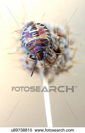 Stock Photography - Shield bug nymph. Fotosearch