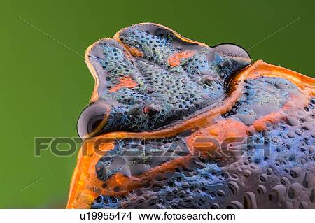Picture - Shield bug. Fotosearch