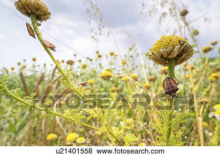 Stock Photo - Shield bugs. Fotosearch