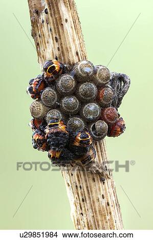 Shieldbug nymphs and eggs View Large Photo Image Picture - Shieldbug nymphs and eggs. Fotosearch