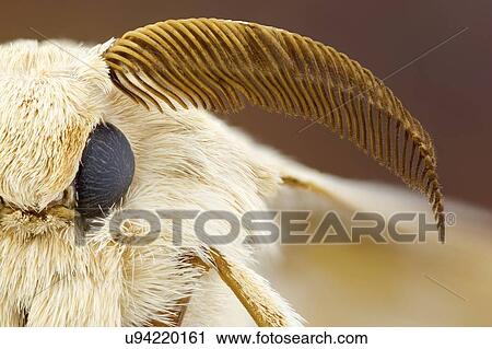 Silk moth head View Large Photo Image Stock Image - Silk moth head. Fotosearch