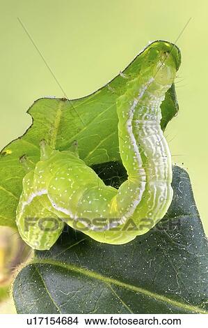Silver Y moth caterpillar View Large Photo Image Picture - Silver Y moth caterpillar. Fotosearch