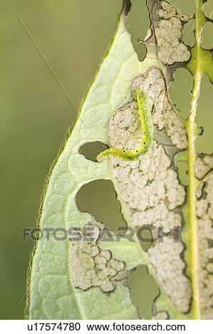 Silver y moth caterpillar View Large Photo Image Stock Image - Silver y moth caterpillar. Fotosearch