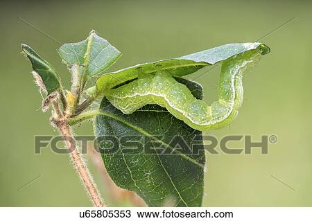 Stock Image - Silver y moth caterpillar. Fotosearch