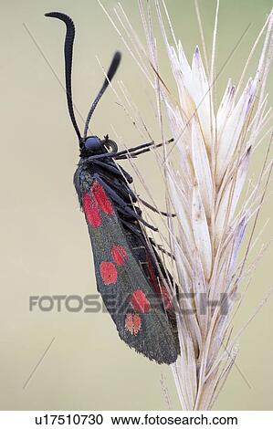 Six spot burnet moth View Large Photo Image Stock Image - Six spot burnet moth. Fotosearch