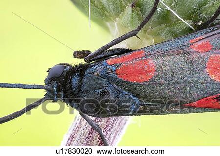 Six spot burnet moth View Large Photo Image Stock Image - Six spot burnet moth. Fotosearch