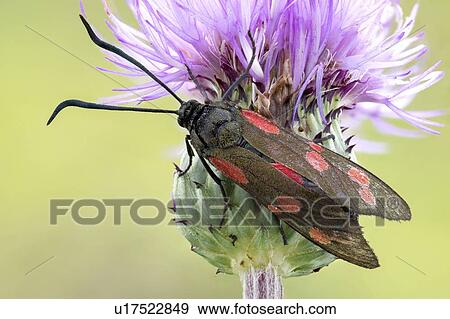 Six spot burnet moth View Large Photo Image Stock Photo - Six spot burnet moth. Fotosearch