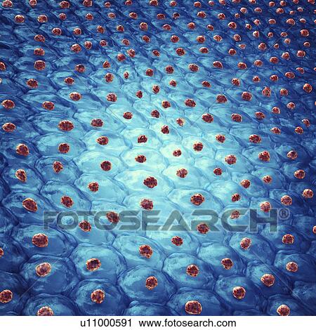 Stock Image - Skin cells, illustration. Fotosearch