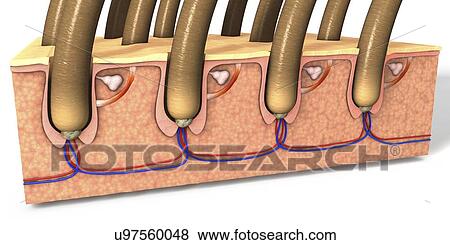 Stock Photo - Skin cross section, illustration. Fotosearch