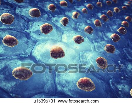 Stock Image - Skin surface, illustration. Fotosearch