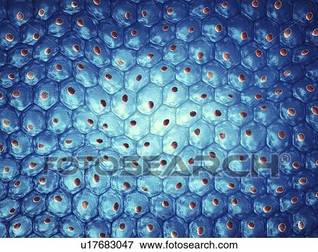 Stock Photo - Skin surface, illustration. Fotosearch