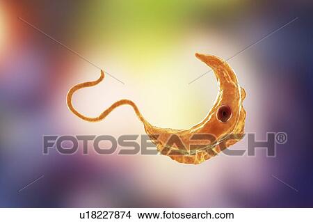 Picture - Sleeping sickness parasite, illustration. Fotosearch