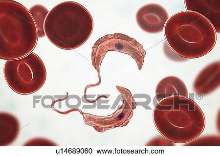 Sleeping sickness parasite, illustration View Large Photo Image Stock Image - Sleeping sickness parasite, illustration. Fotosearch