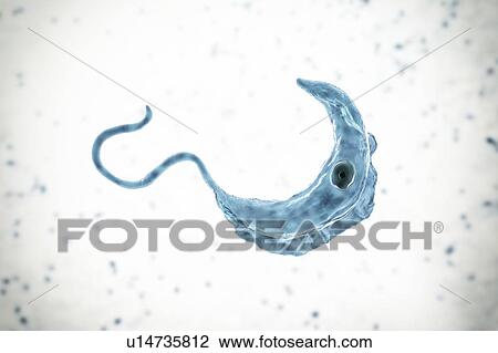 Stock Image - Sleeping sickness parasite, illustration. Fotosearch