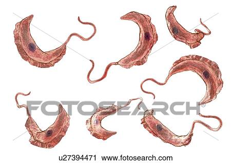 Sleeping sickness parasite, illustration View Large Photo Image Stock Image - Sleeping sickness parasite, illustration. Fotosearch