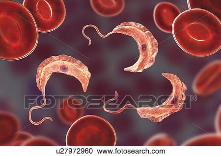 Stock Image - Sleeping sickness parasite, illustration. Fotosearch