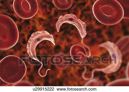 Stock Image - Sleeping sickness parasite, illustration. Fotosearch