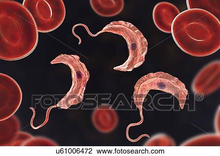 Sleeping sickness parasite, illustration View Large Photo Image Stock Image - Sleeping sickness parasite, illustration. Fotosearch