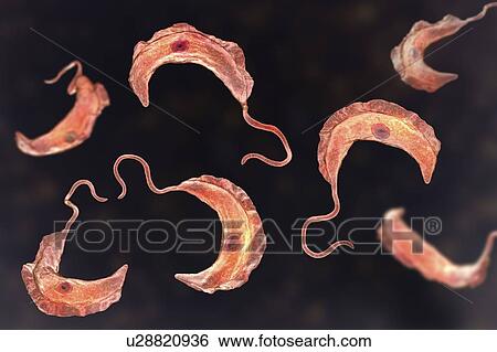 Stock Photograph - Sleeping sickness parasite, illustration. Fotosearch
