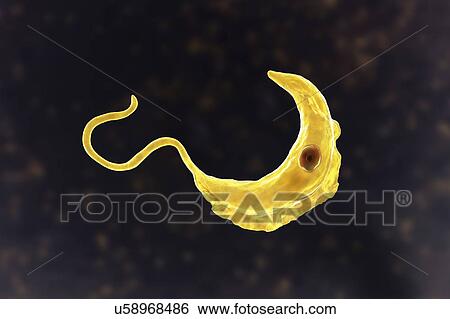Stock Photograph - Sleeping sickness parasite, illustration. Fotosearch