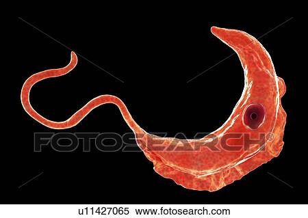 Stock Photography - Sleeping sickness parasite, illustration. Fotosearch