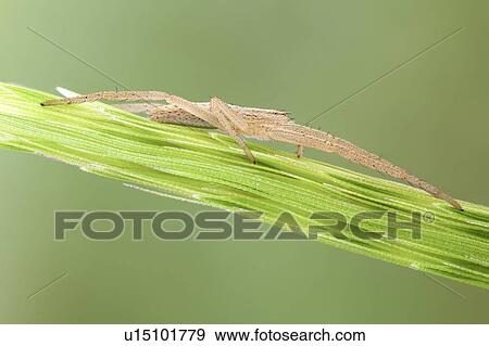 Slender crab spider lateral View Large Photo Image Stock Photo - Slender crab spider lateral. Fotosearch