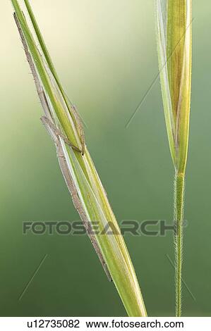 Stock Image - Slender crab spider. Fotosearch