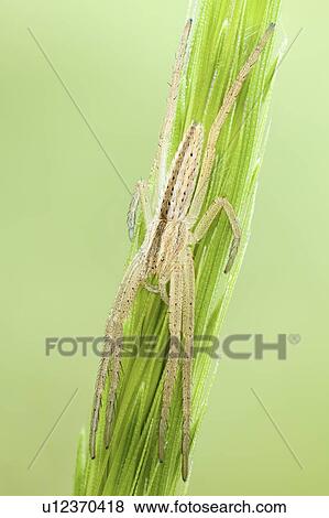 Slender crab spider View Large Photo Image Stock Photo - Slender crab spider. Fotosearch