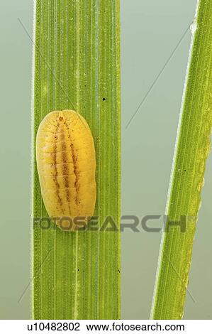 Slug caterpillar nymph View Large Photo Image Stock Image - Slug caterpillar nymph. Fotosearch