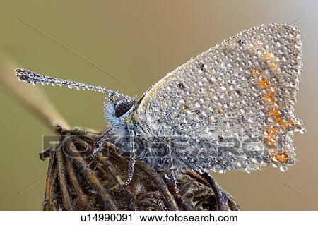 Stock Image - Small copper butterfly. Fotosearch